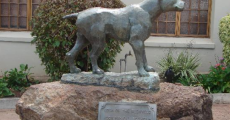 https://blog.krugerparktours.org/wp-content/uploads/2016/01/jock-of-the-bushveld.jpg
