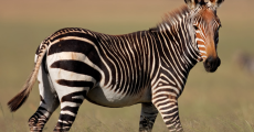 http://blog.sa-venues.com/wp-content/uploads/2017/02/mountain-zebra-national-park-11.jpg