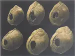 Early jewellery, a set of shell beads estimated to be 75 000 years old, is discovered in South Africa