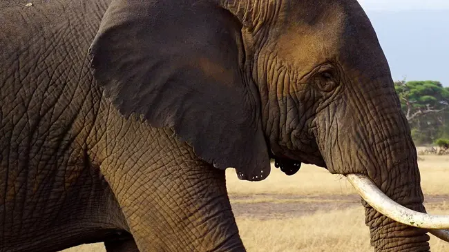 Elephant poaching reaches an all time high