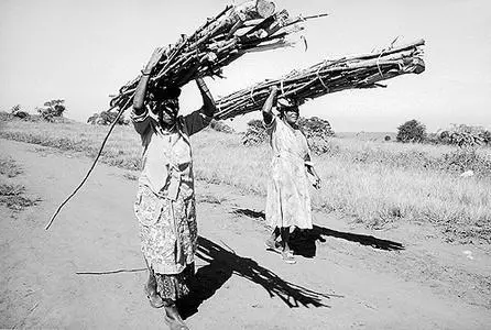 Wood carrying, Nyavini, KwaZulu Natal