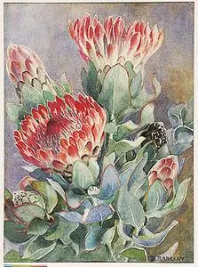 Dorothy Barclay