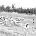 L10-Grazing-goats.jpg