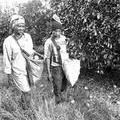 L13-Picking-oranges.jpg