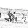 Cows watch rugby