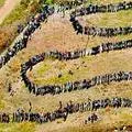 Aerial Show of voting Rows