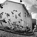 birds.jpg