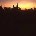 bushman02.jpg