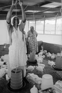 Farming project, Inyavini, KwaZulu Natal