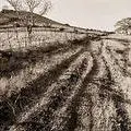 footpaths.jpg