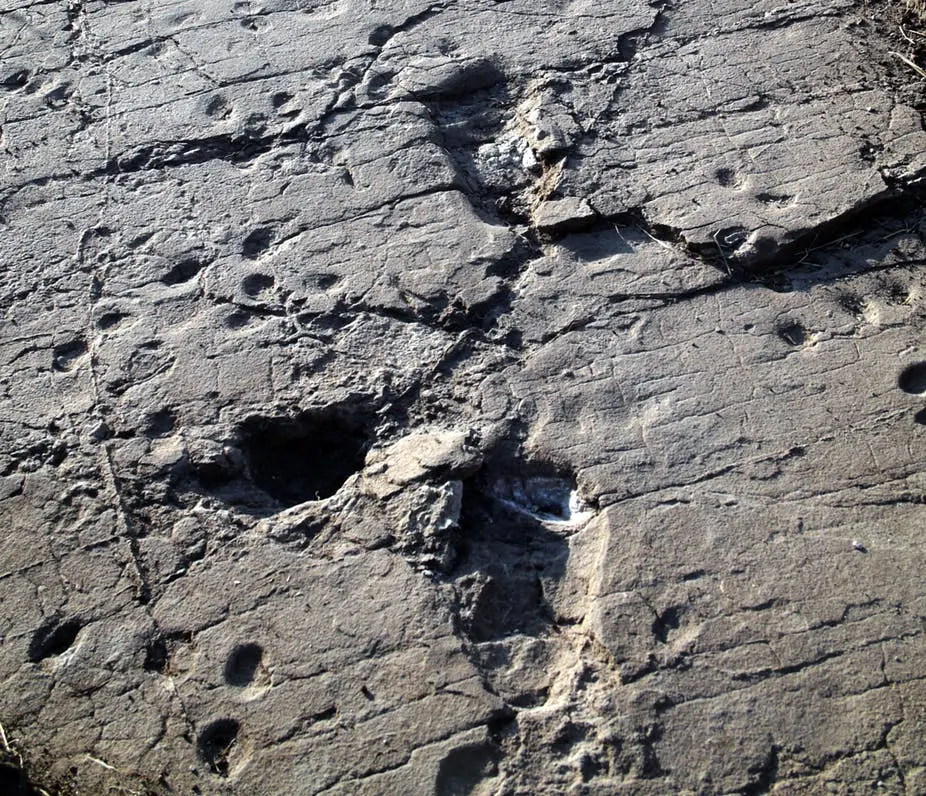 Footprints in Laetoli