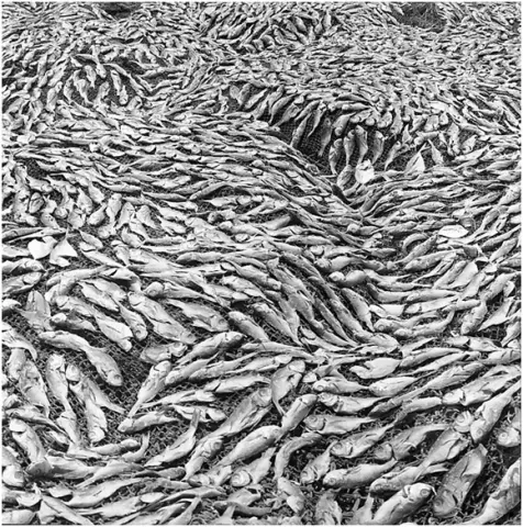 Drying fish on the beach at Ilha, 2007 by Jo Ractliffe