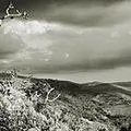 tree-landscape.jpg