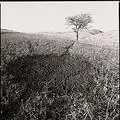 tree.jpg