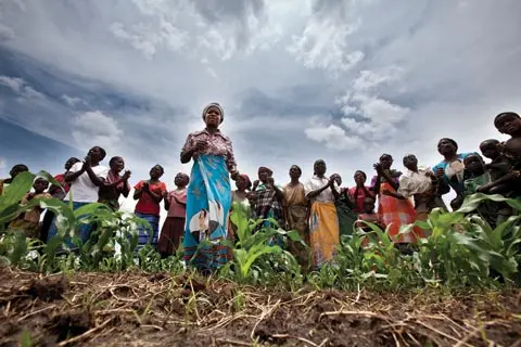 Maize field in Malawi