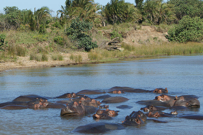 Greater St. Lucia Wetland
