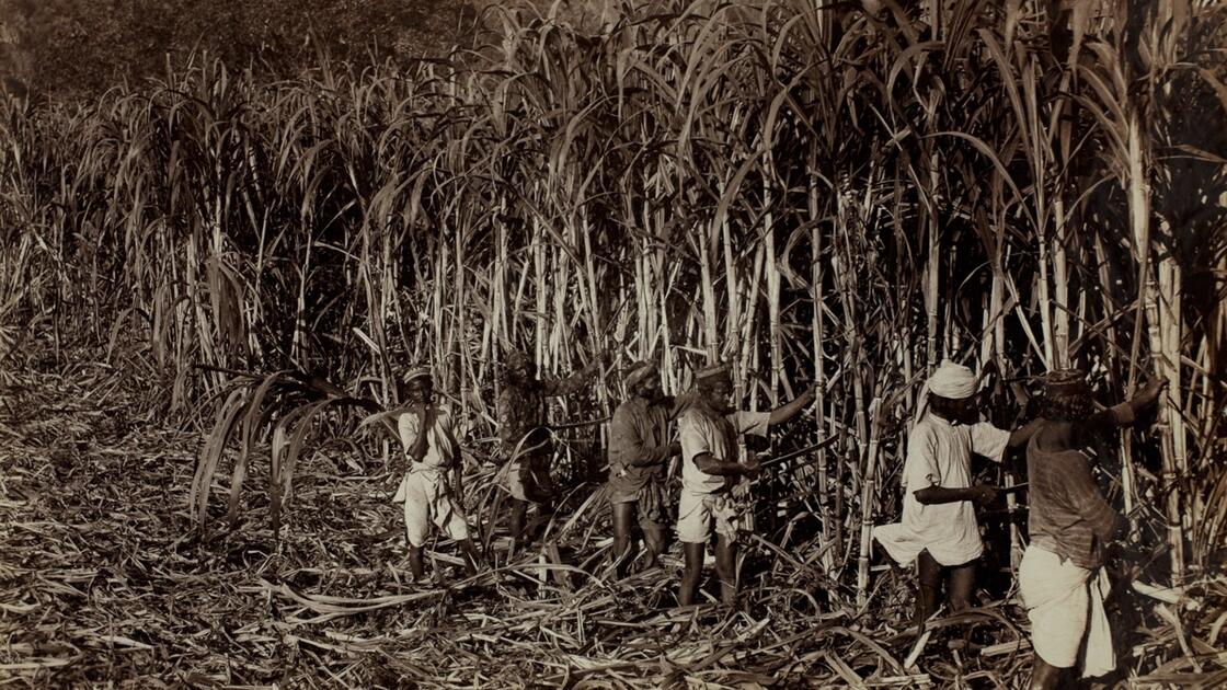  List of employers to whom Indentured Indians were assigned