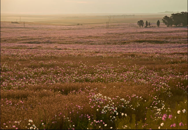 Balfour, near Johannesburg