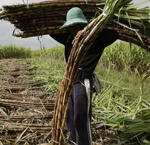 Transkeian Migrant Workers and Youth Labour on the Natal Sugar Estates 1918-1948