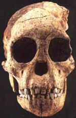 The Taung Child   portrait