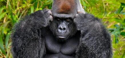 Max the gorilla is shot