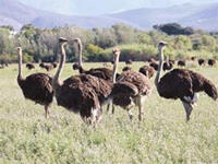 The South African Government orders the slaughter of 30 000 ostriches in an effort to contain an outbreak of bird flu