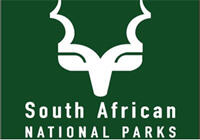 Seven impalas are trapped in a camp and viciously beaten to death at Skukuza, Kruger National Park