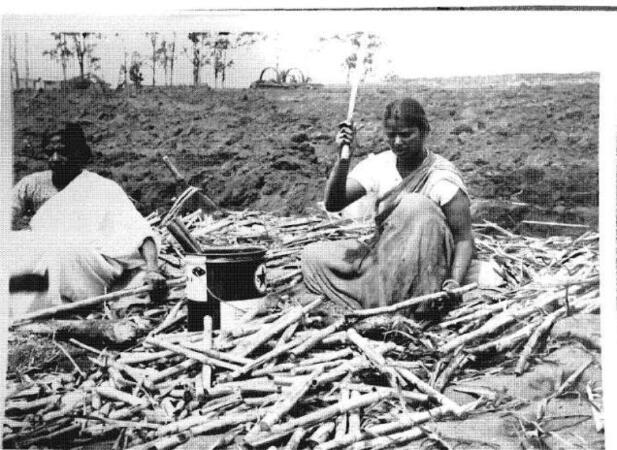 Labouring under the Law: Exploring the Agency of Indian Women under Indenture in Colonial Natal, 1860 – 1911