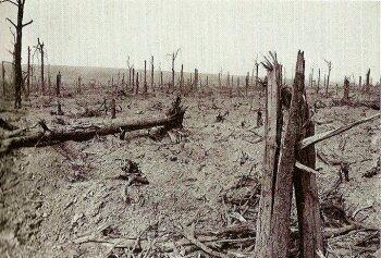 Delville wood