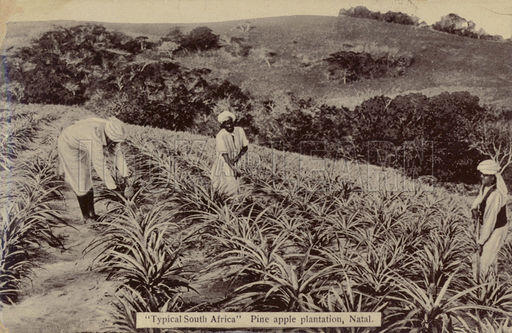The first pineapples are planted in South Africa