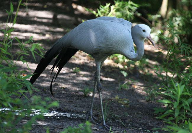 Austin Roberts Bird Sanctuary, New Muckleneuk, Pretoria
