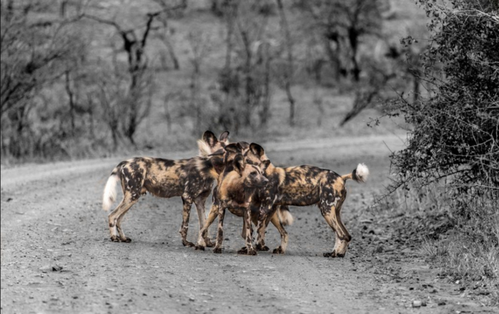 wild dog in the reserve