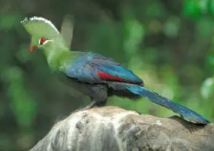 https://thf.bing.com/th/id/OIP.YUdF8vGJ3z26L-YyQiqolwHaFI?w=255&h=180&c=7&r=0&o=7&cb=thfc1&pid=1.7&rm=3