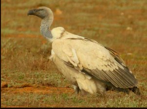 Moletzie Bird Sanctuary
