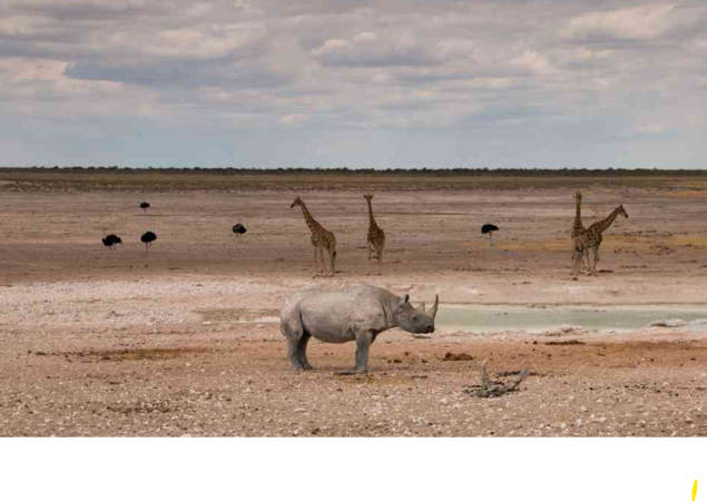 https://d2iaf7xwaf71rg.cloudfront.net/1428/chameleon-safaris_waterhole-in-etosha__large.jpg