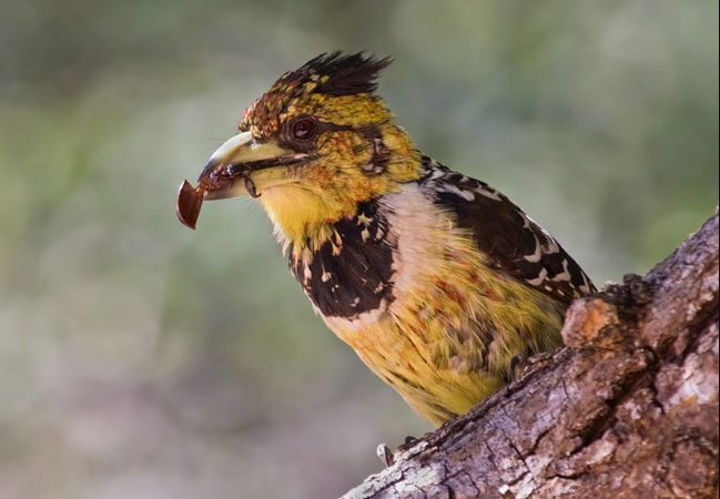 Polokwane Bird and Reptile Park