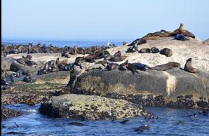 Seal Island