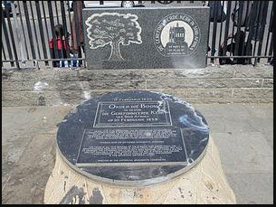 Syringa Tree Stump, Rustenburg