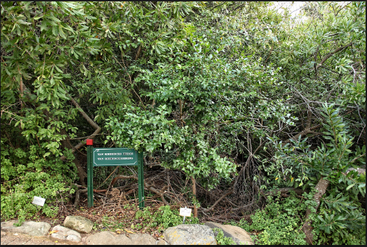 Van Riebeeck’s Hedge, Kirstenbosch Botanical Gardens, Cape Town.