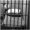 Four political detainees escape from Pretoria Central prison in one of the most dramatic escapes in SA history