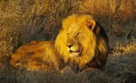 Madikwa Game Reserve, North West