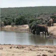 Addo Elephant Game Reserve, Port Elizabeth