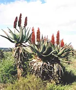 Albertinia, Mossel Bay- The Garden Route