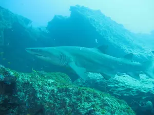 Aliwal Shoal, a Rocky Reef Off; Kwa-Zulu Natal Coast Coast