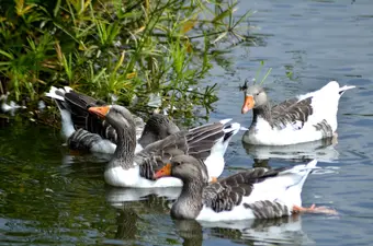 Allison Bird Sanctuary, Pietermaritzburg