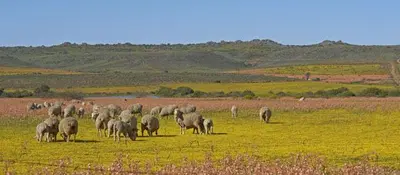 Amamakop, a Hill in the Northern Cape