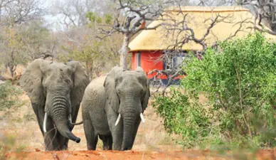 Balule Private Game Reserve, Kruger National Park