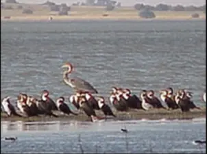 Barberspan Bird Sanctuary