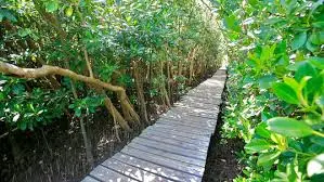 Beachwood Mangroves Swamp, Durban
