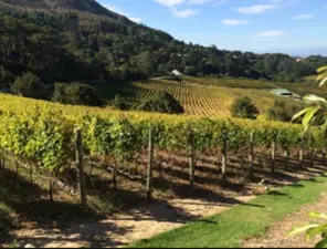 Beau Constantia, a Cape Town- Wine Estate